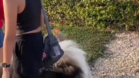 Husky almost caught a rabbit