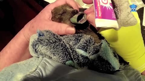 Rescuing 2 baby flying-foxes Appletini and Lex.mp4