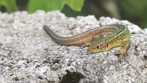 A lizard lying on a stone