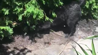 Black dog red collar buries head in dirt under bush