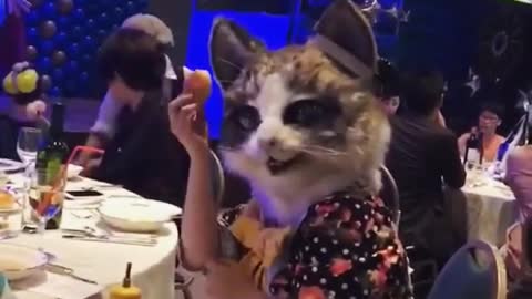 When the cat goes to the event !