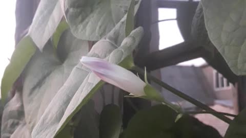 Morning Glory's first flower