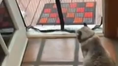 The funniest video with dogs, cats and kittens! 🐈 Laughter prolongs life