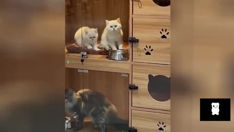 Lovely Cat Videos Will Melt Your Heart Today 😻 Lovely Cat Video ❤