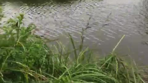 Cyclist Frightened by Gaggle of Geese