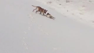 Dog chases other dog who slips and slides down sand hill