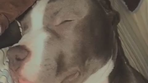 Pit Bull snore too funny & lovely