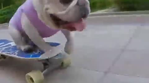 cute baby dog funny video