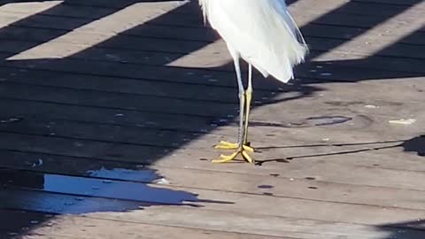 Egret bird up close