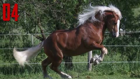 A dream to live and see! The most beautiful horses in the world