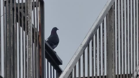 Pigeon on a fence in Great Britain.