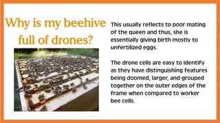 Drones Bees FAQ's