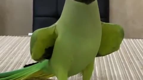 talking parrot part 1