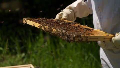 Bees perform a miracle to save their Queen.
