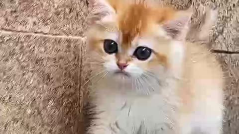 Cute Kitten Baby Cat Funny