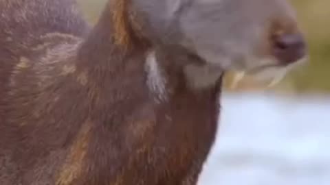 Siberian Musk Deer AKA Vampire Deer 😱