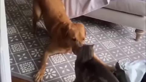 Funny Animals Acts