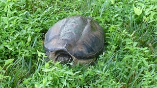 Snapping Turtle Turns & Winks