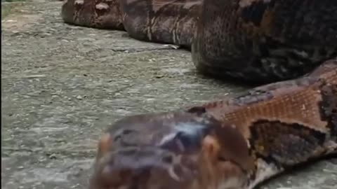 REAL GIANT SNAKE VIDEO😱😱.GIANT ANACONDA VIDEO. WOULD YOU LIKE TO PET?