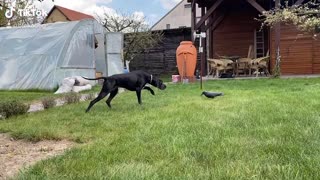 Dog is Unsure About Fake Crow