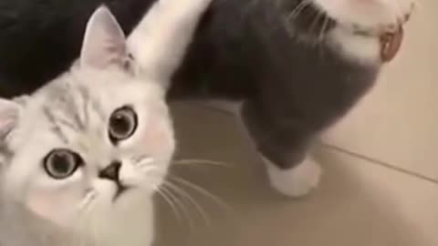 Funniest Cats 😹- Best Of The 2022 Funny Cat Videos 😂- Funny Cats HD
