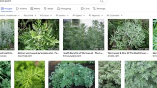 Wormwood, Ivermectin, Fenben for Cancer and YOUR healing