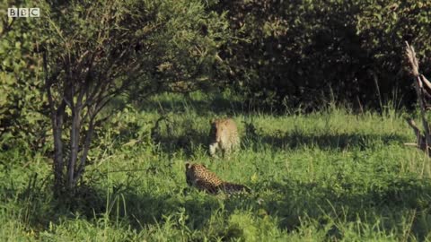 Why did this Leopard Mother Fight Her Own Daughter? | BBC Earth