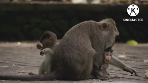 Funny Animals Monkey Video