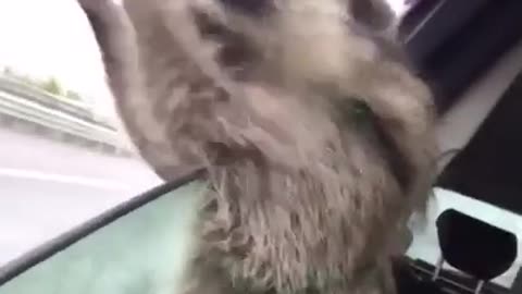 Watch what this raccoon did when he got out on his car