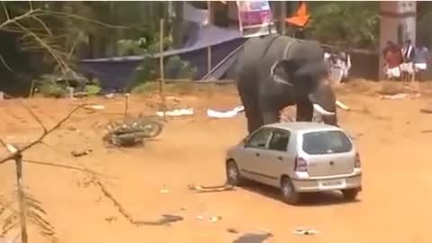 Elephant angry with car | Terrible elephant