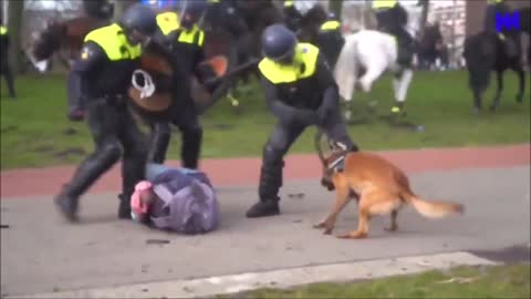 Vid: Holland Police Beat & Send in Dogs on AntiVax Protestors