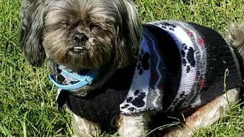 SHIH TZU posing