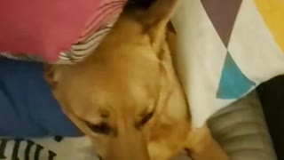Dog made pillow fort