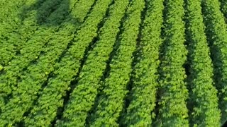 Spraying Cotton