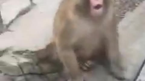 #Monkey Viral |Video Short | Comedy Video..