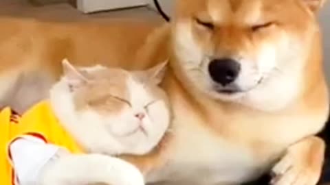 Very cute moment of Dog and Cat❤️. Watch this video I'm sure this video make your day❤️❤️.