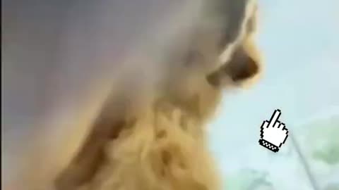 Dog shake with bit dog videos dogwhisperer