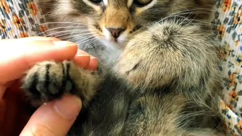 Kittens compilation videos 🔥 so cute