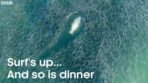 Sharks and Pelicans Feast on Millions of Fish | Seven Worlds, One Planet | BBC Earth