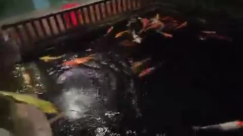 Koi fish pond (30)