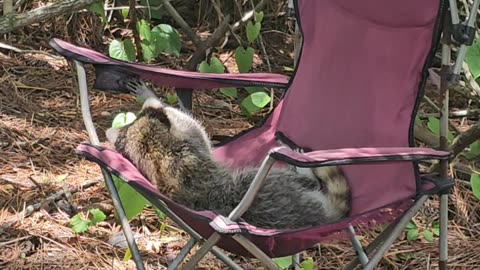 A Raccoon Stole My Chair