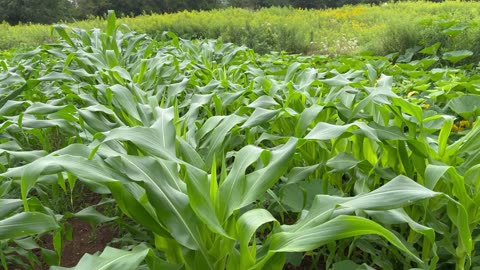 Very Small Area Of Corn