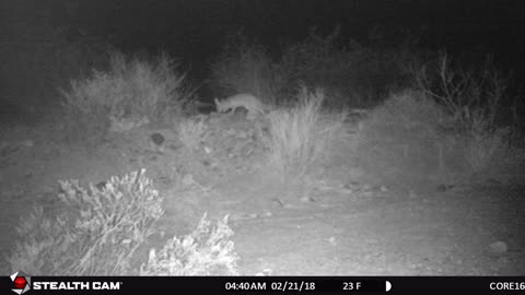 Fox like animal seen in the Arizona desert.