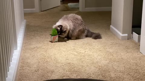 Cat doesn’t want to share his pet grass