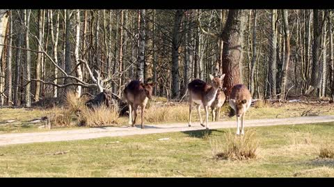 Wildlife in Denmark-Deers (Relaxing piano music)