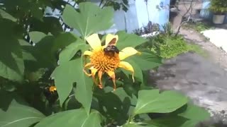 Mangangá é flagrado polinizando girassol, é um inseto robusto e que dá medo! [Nature & Animals]