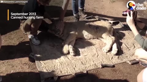 Woman Horrified to Find She Was Raising Lions To Be Killed at 'Sanctuary' | The Dodo