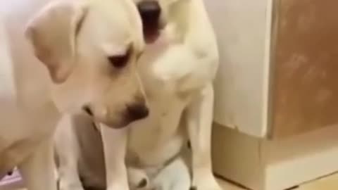 Dog Video Super Funny # 9