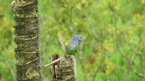 Green parrot in nature