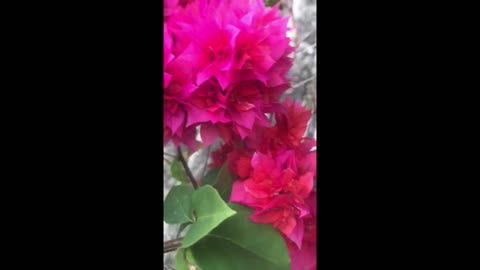 Beautiful Red "Bougainvillea" Flowers In My Garden